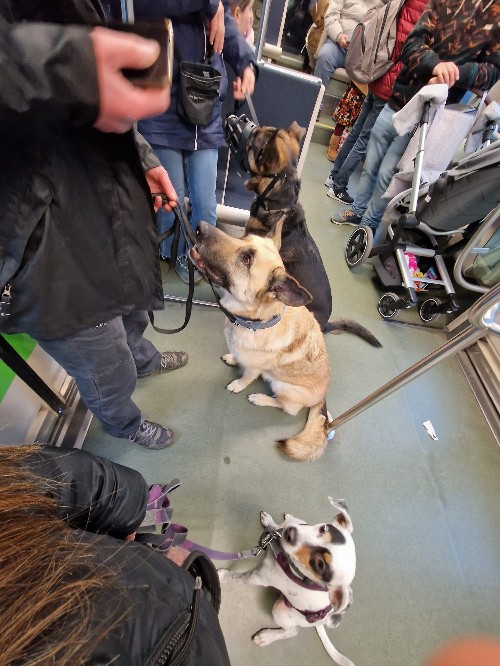 Grupos sociales, clases grupales para perros en entorno urbano Bilbao