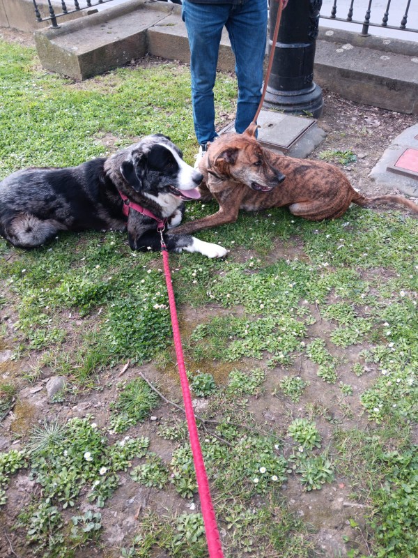 clases grupales de sociabilizacion para perros en Bilbao