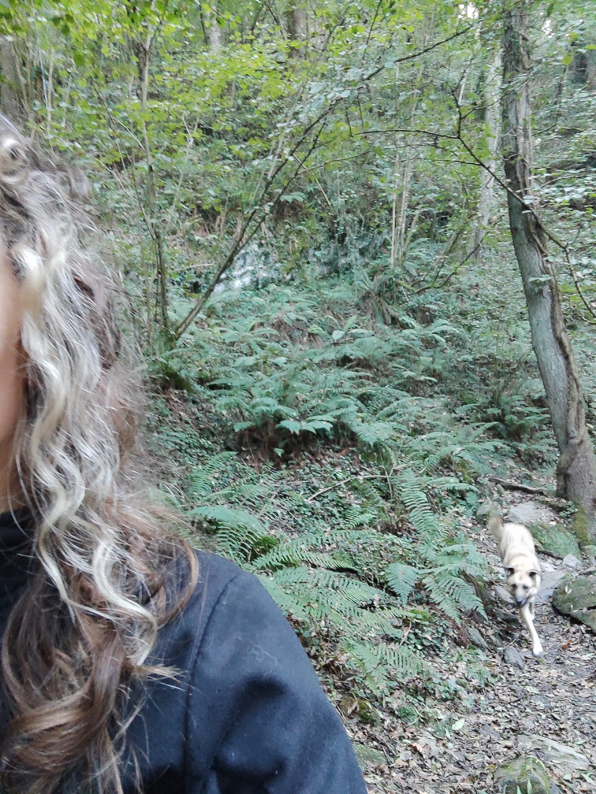 Curso educación canina I Trebacan educación canina