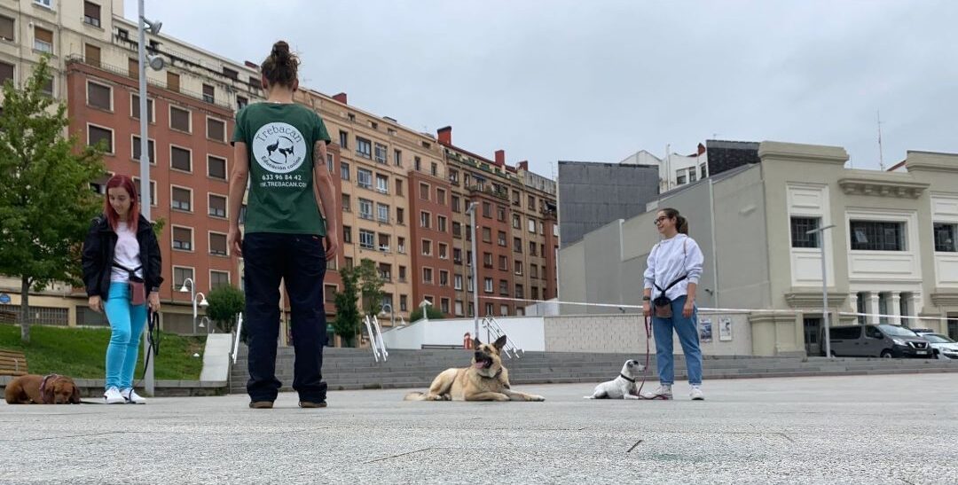 clases individuales de educación canina en tu domicilio y entorno Bilbao y Vizcaya