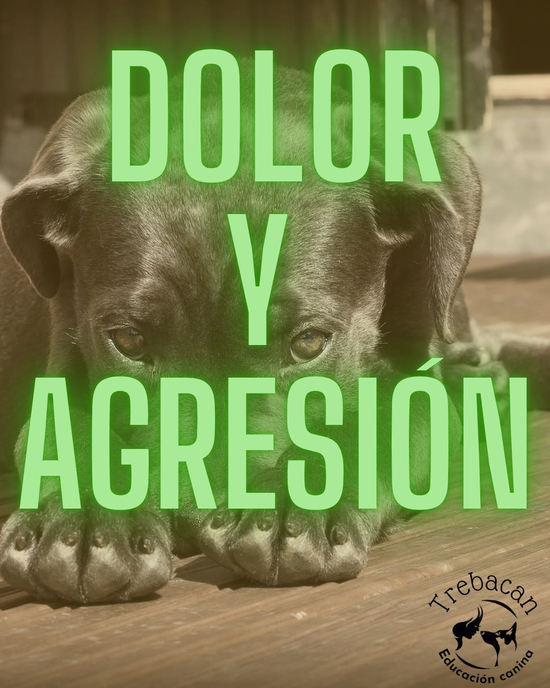dolor y problemas de comportamiento, porque tu perro se pone agresivo de golpe