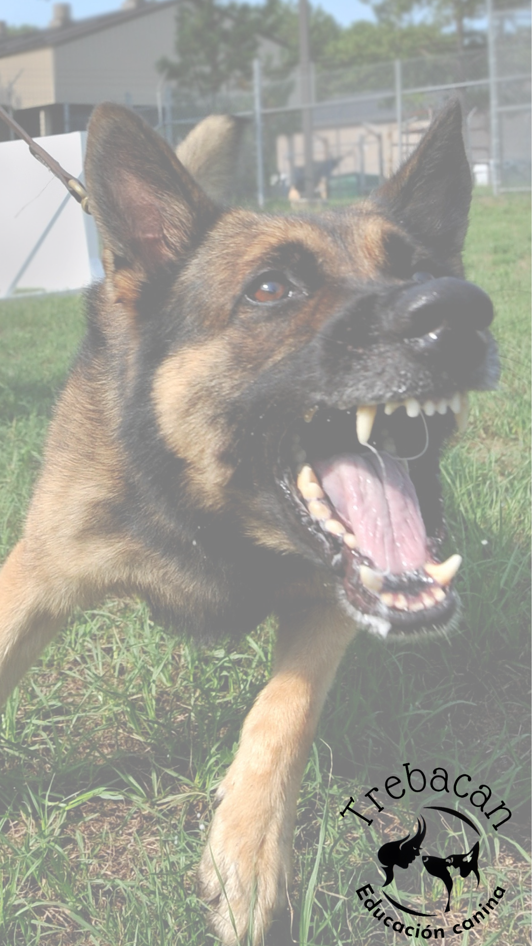 reactividad, agresividad, ladridos