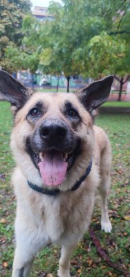 perro educado, perro feliz