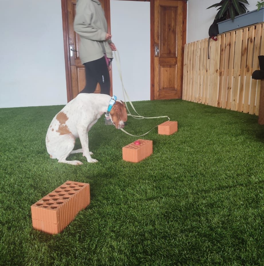 perro haciendo deteccion deportiva en un espacio cubierto en Bilbao