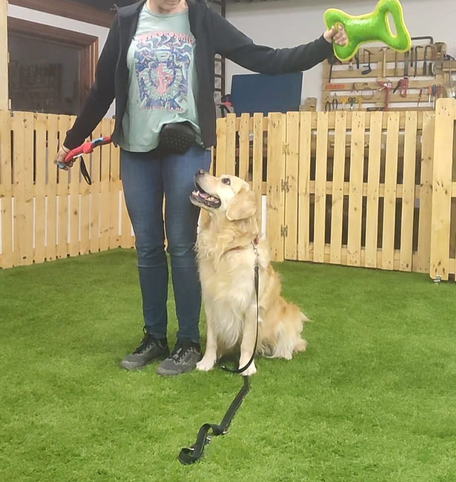 Perro disfrutando de hacer clases de obediencia deportiva, aprender mientras juegas