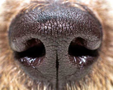 Detección deportiva